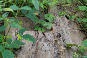 Reclaimed wood Reclaimed wood